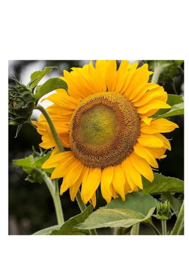 vsell24 PACK OF 3- Sunflower Seeds For Planting Sun Flowers in Your Garden NON GMO Seeds With 98% Cleaness, 95% Purity, 85% Germination Rate 10g - Image 4