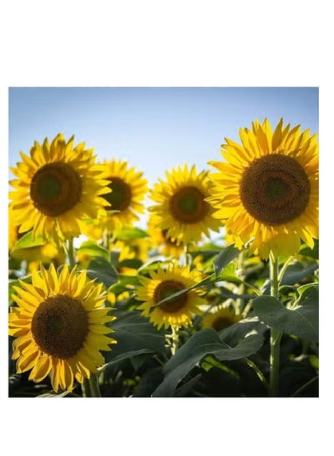 vsell24 PACK OF 3- Sunflower Seeds For Planting Sun Flowers in Your Garden NON GMO Seeds With 98% Cleaness, 95% Purity, 85% Germination Rate 10g - Image 2