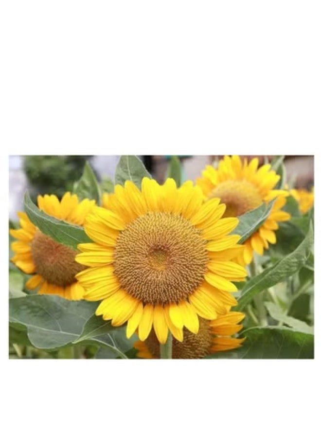 vsell24 PACK OF 3- Sunflower Seeds For Planting Sun Flowers in Your Garden NON GMO Seeds With 98% Cleaness, 95% Purity, 85% Germination Rate 10g - Image 3