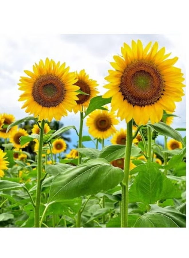 vsell24 PACK OF 3- Sunflower Seeds For Planting Sun Flowers in Your Garden NON GMO Seeds With 98% Cleaness, 95% Purity, 85% Germination Rate 10g - Image 1