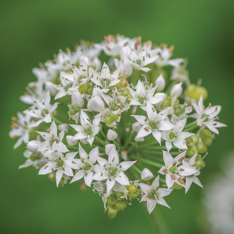 Burpee Garlic Chives Seeds 300 seeds - Image 1
