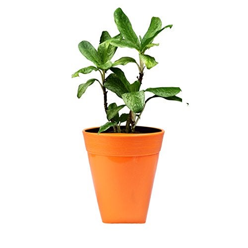 Sharpex Idel Dante Plastic 17 Series Ceramic Style Live Solid Color Flower Pot for Home Use (Orange, Regular) - Image 1