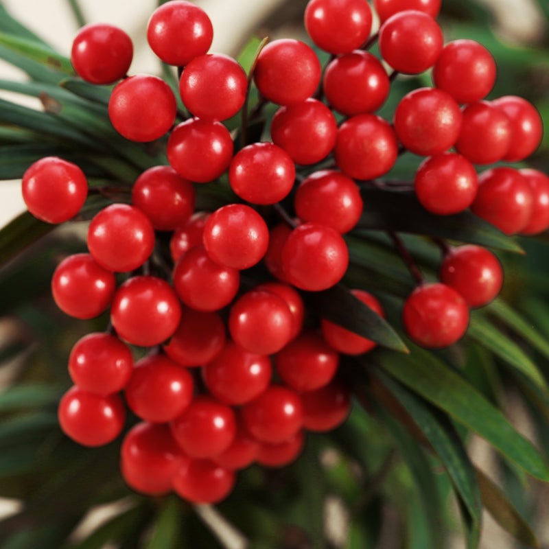 BBTO BBTO Artificial Holly Berries on Wire Stems  250 Stems with 500 Pieces 8 mm Fake Berries for Tree Decorations Wreath Craft Use Wedding Party Favor (Red)  - Image 5