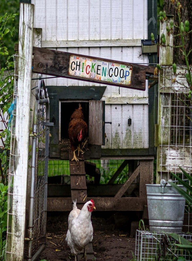 Bnesi Metal Vintage Chicken Coop Tin Decor Chicken Coops Street Signs Home Wall Decor for Living Room Bedroom Indoor Outdoor Chicken Decor for Coop Funny Outdoor (Retro, Medium) - Image 3