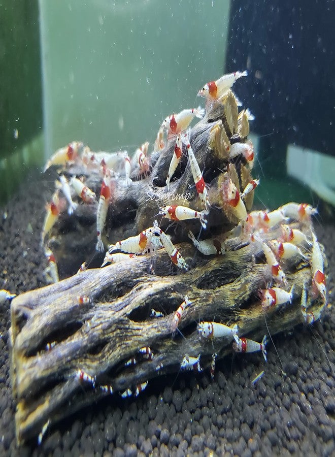 SoShrimp Natural Cholla Wood for Aquarium Decoration Shrimp and Fish Tank (10 Inch (2 Pack)) - Image 3