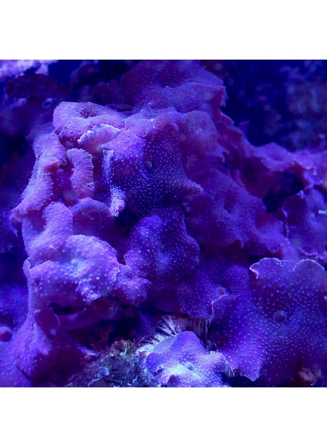 سي تشيم سيتشيم ريف أدفانتج كالسيوم 1 كيلو - Image 3