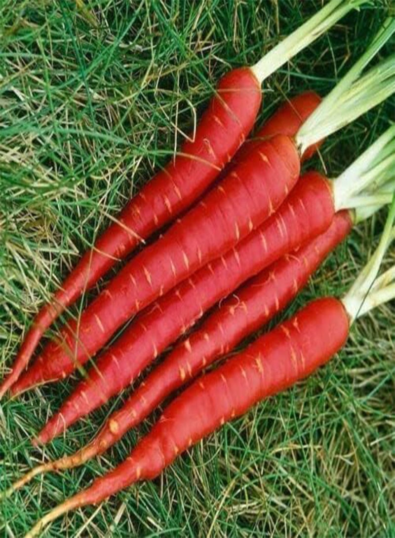 GGOOT Vegetable - Carrot - RED Samurai F1 - 120 Premium Quality Seeds - 1st Class Post - Image 1
