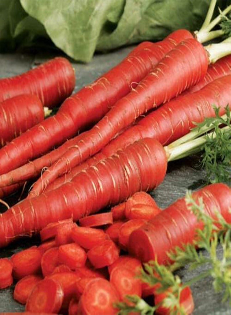 GGOOT Vegetable - Carrot - RED Samurai F1 - 120 Premium Quality Seeds - 1st Class Post - Image 2