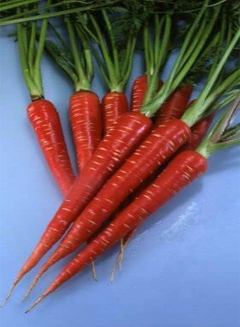 GGOOT Vegetable - Carrot - RED Samurai F1 - 120 Premium Quality Seeds - 1st Class Post - Image 3