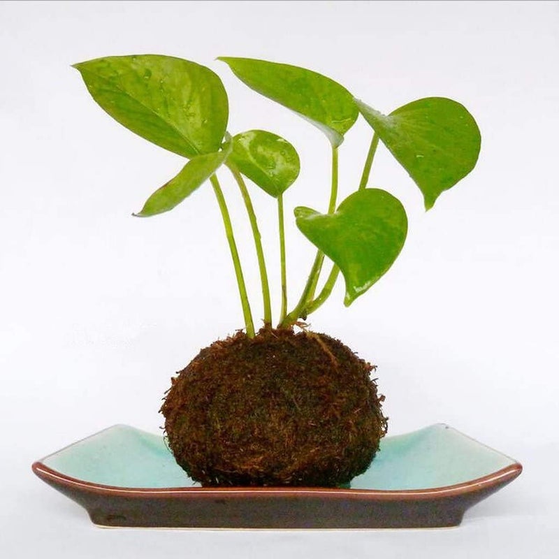 FRECI Moss Ball Flower Pot Natural Planter Bonsai Plant Holder Bird Nest for DIY Gardening Home Table Decoration - 18cm - Image 3