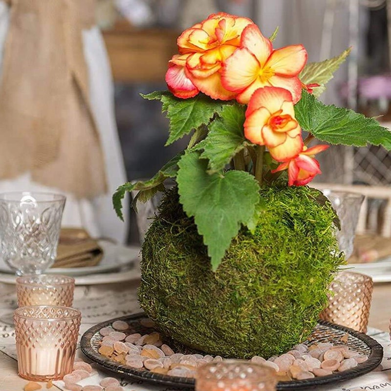 FRECI Moss Ball Flower Pot Natural Planter Bonsai Plant Holder Bird Nest for DIY Gardening Home Table Decoration - 18cm - Image 2