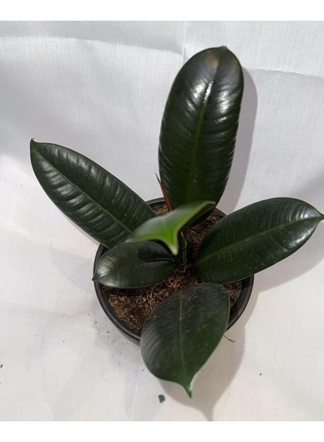 نبات المطاط الحي / نبات منزلي داخلي ذو لون رمادي مخضر كبير - Image 2