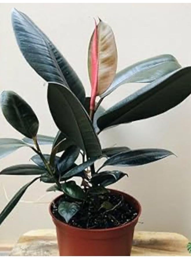 نبات المطاط الحي / نبات منزلي داخلي ذو لون رمادي مخضر كبير - Image 1