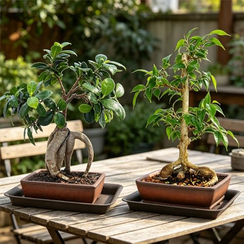 ELFULLY 2 Pack Ceramic Bonsai Pots with Drainage Tray, 6" and 7" Unglazed Rectangle Bonsai Tree Planters, Bonsai Training Pots, Succulent Cactus Planter with Drainage Hole for Outdoor Indoor, Brown - Image 5