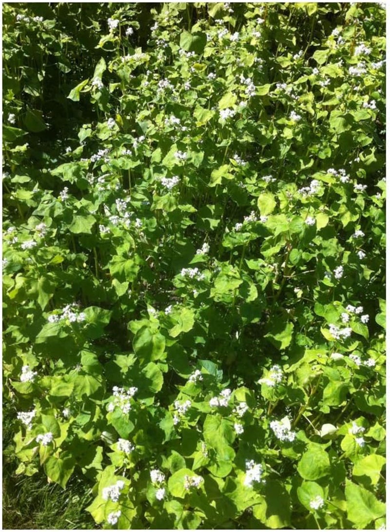 جي جوت سماد أخضر - حنطة سوداء - 40 جم (عضوي) - Image 1