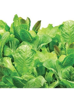 CLICK AND GROW Click  Grow Seeds Salad Greens Mix 9 Pack  - Image 3