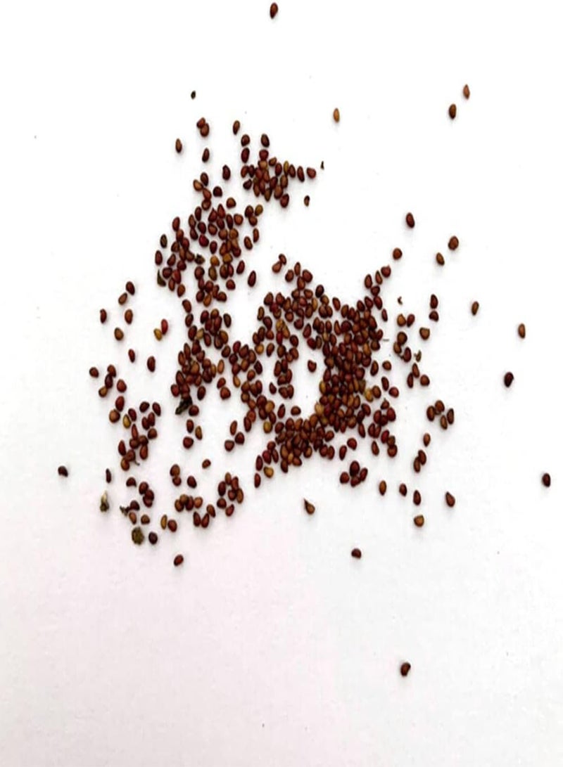 GGOOT 100Pcs Mix Colored Strawberry Seeds Home Garden Farm Planting Fruit Plants Seedlings White Seeds - Image 2