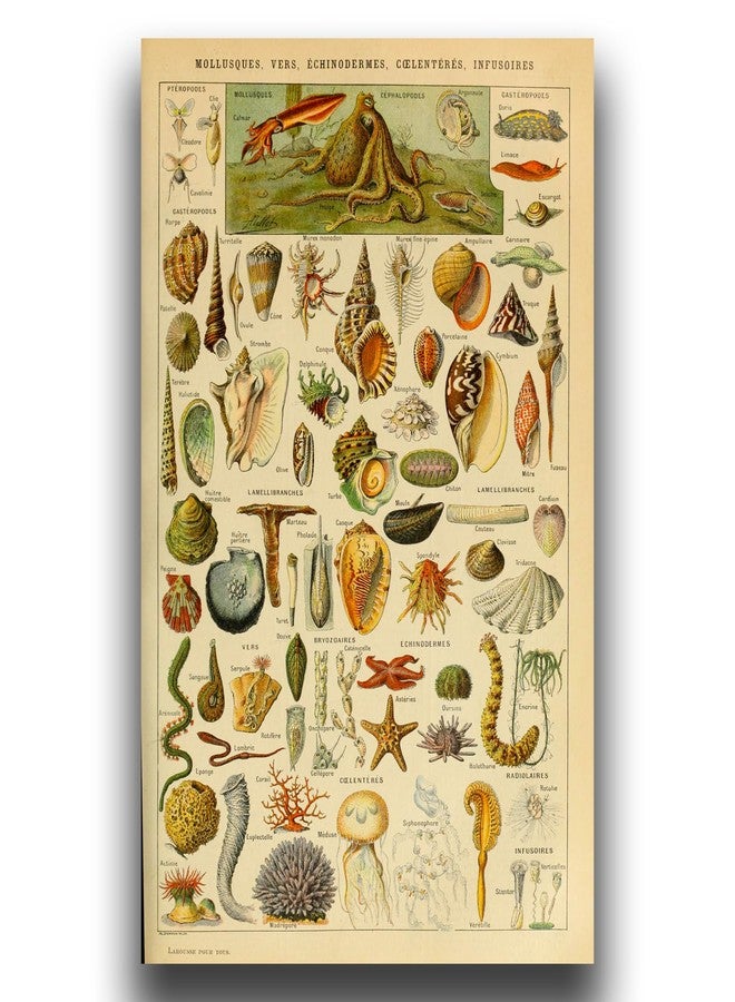 OKRA Adolphe Millot prints - Pour Tous Poster - Software Biometric Identifier Reference Sheet - Science Education Poster Office Classroom Kindergarten Frameless Cool Home Decor(12×18in/30×45cm) - Image 1