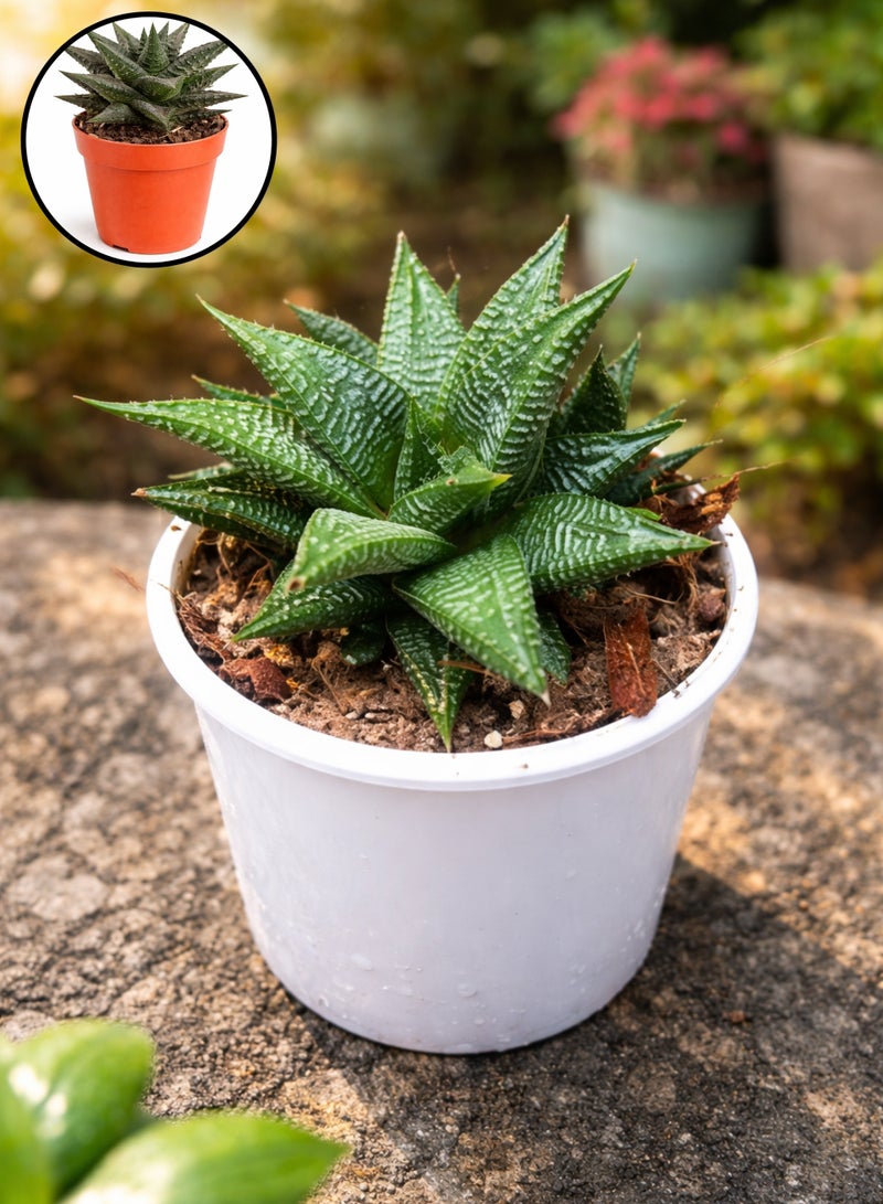 نبات هاوورثيا ليميفوليا العصاري (ارتفاع 6-13 سم) | نبات عصاري مخطط يشبه حمار الوحش | نبات منزلي مثالي للمكاتب والديكور الداخلي، سهل العناية. - Image 2