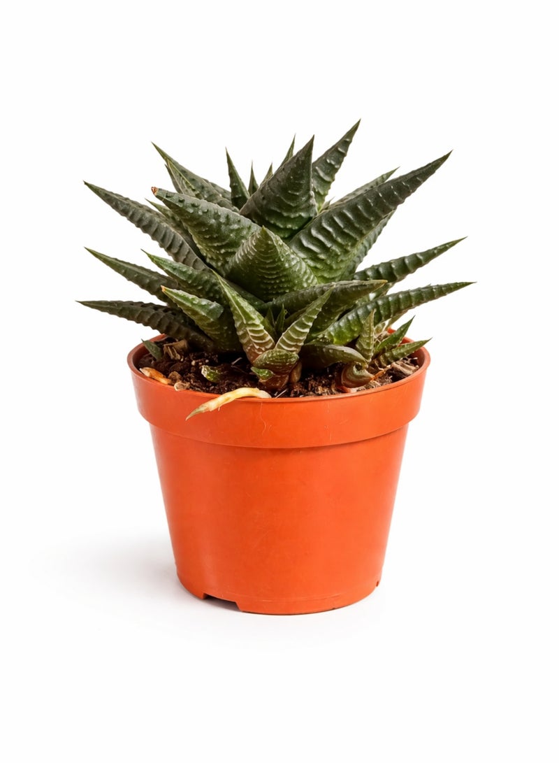 نبات هاوورثيا ليميفوليا العصاري (ارتفاع 6-13 سم) | نبات عصاري مخطط يشبه حمار الوحش | نبات منزلي مثالي للمكاتب والديكور الداخلي، سهل العناية. - Image 3