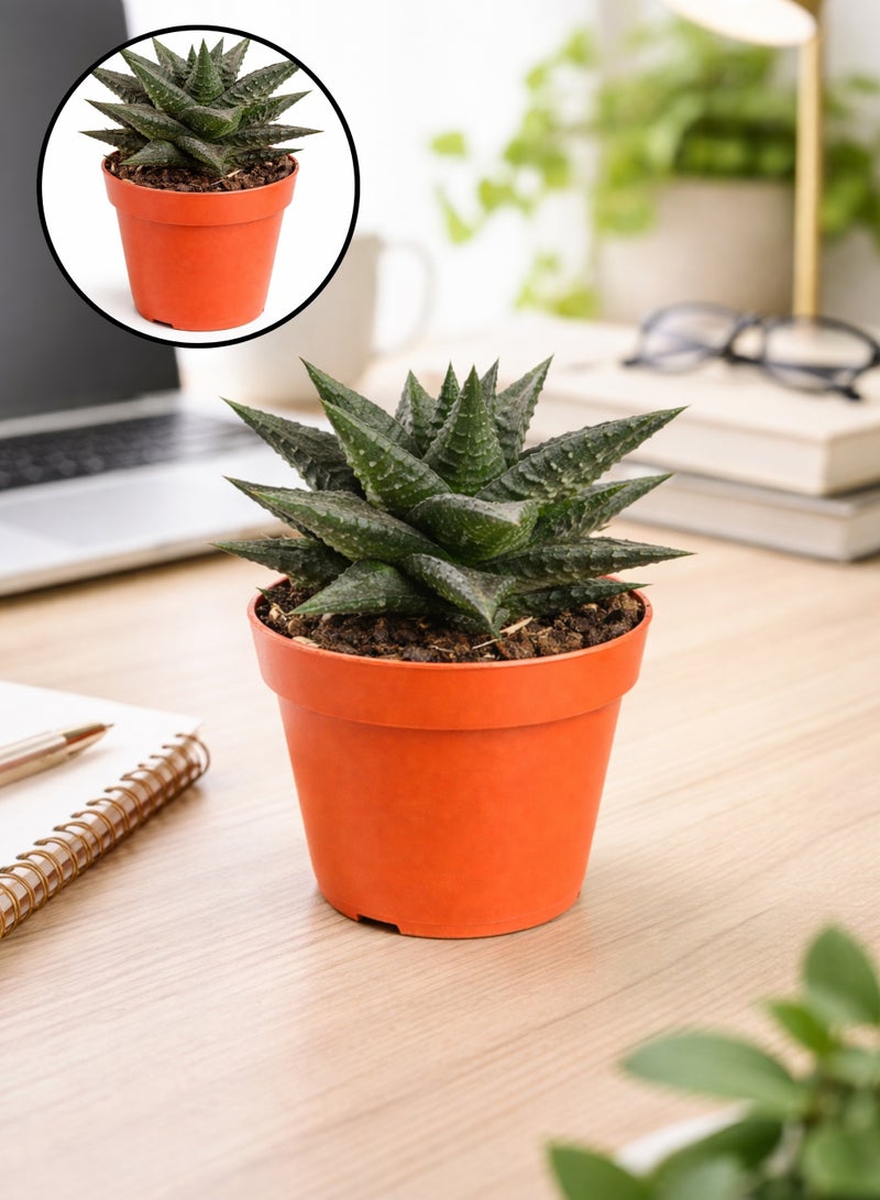 نبات هاوورثيا ليميفوليا العصاري (ارتفاع 6-13 سم) | نبات عصاري مخطط يشبه حمار الوحش | نبات منزلي مثالي للمكاتب والديكور الداخلي، سهل العناية. - Image 1