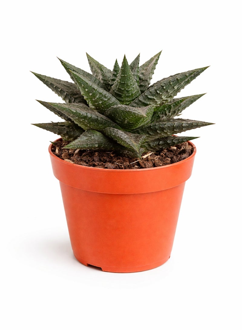 نبات هاوورثيا ليميفوليا العصاري (ارتفاع 6-13 سم) | نبات عصاري مخطط يشبه حمار الوحش | نبات منزلي مثالي للمكاتب والديكور الداخلي، سهل العناية. - Image 4