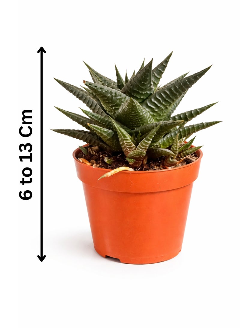 PLANT Haworthia Limifolia Succulent Plant (6–13 cm Height) | Live Zebra Succulent | Low Maintenance Indoor Desk & Home Decor Plant - Image 3