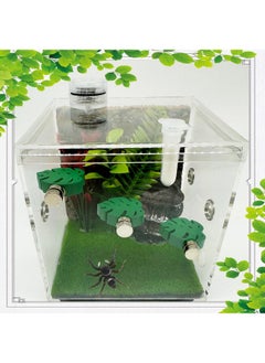 Heyshapeing Heyshapeing 3 Pack Natural Wood Jumping Spider Enclosure Ledges with Magnets for Spoods Jumping Spiders Magnetic Jumping Spider Accessories (Leaf Shape)  - Image 4