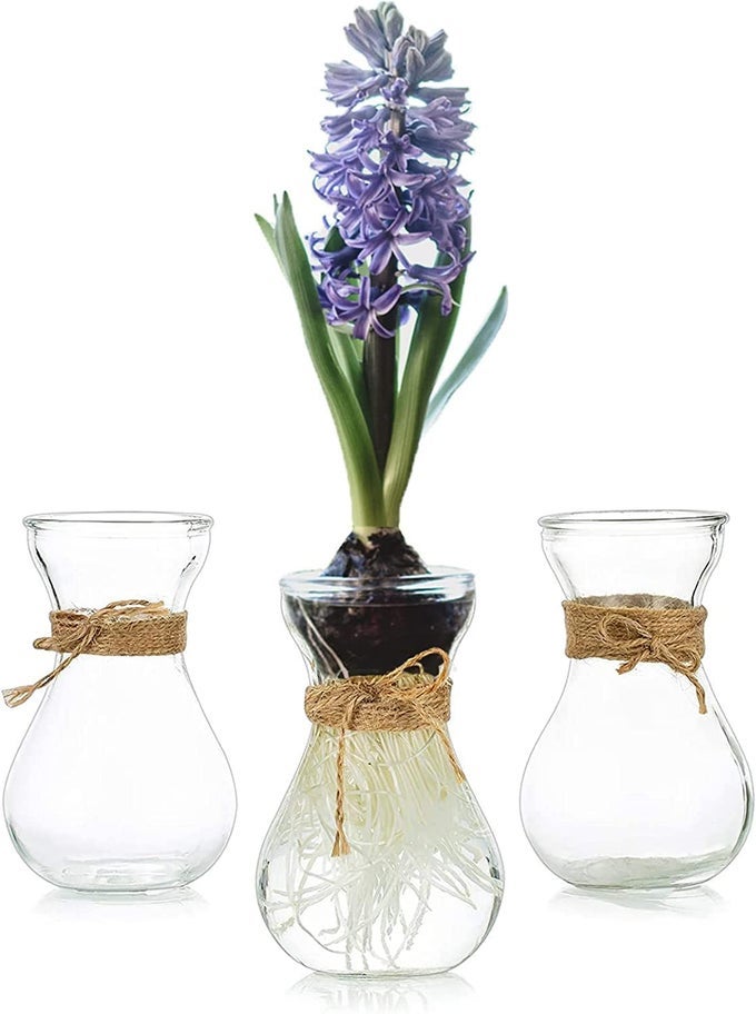 SMALL GLASS VASE FOR FLOWERS 3 PCS CLEAR SMALL VASES FOR TABLE DECORATIONS CENTREPIECE BUD VASE BULK FOR HYACINTH BULB AVOCADO GROWING MINI PLANT VASE FOR WEDDING HOME LIVING ROOM DECOR