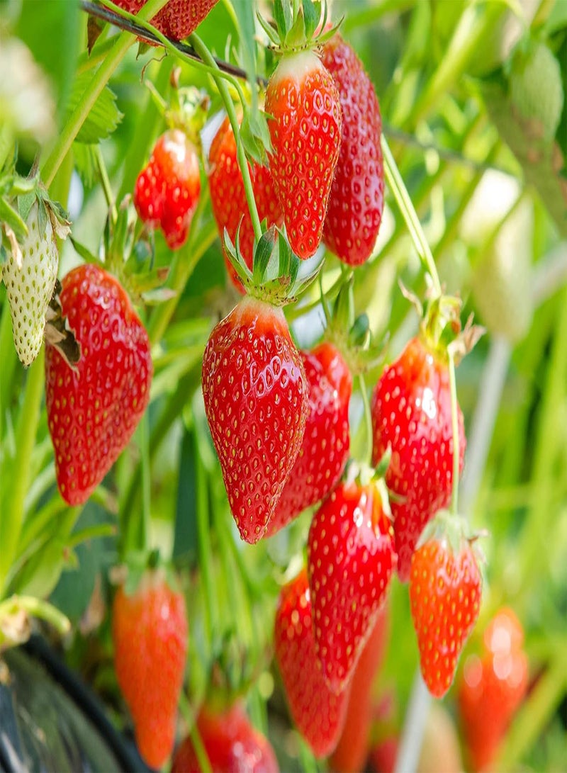 GGOOT 20 Seeds Red Climbing Strawberry Seeds For Garden Fruit Plant, Sweet And Delicious - Image 4