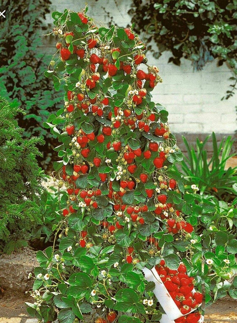 GGOOT 20 Seeds Red Climbing Strawberry Seeds For Garden Fruit Plant, Sweet And Delicious - Image 3