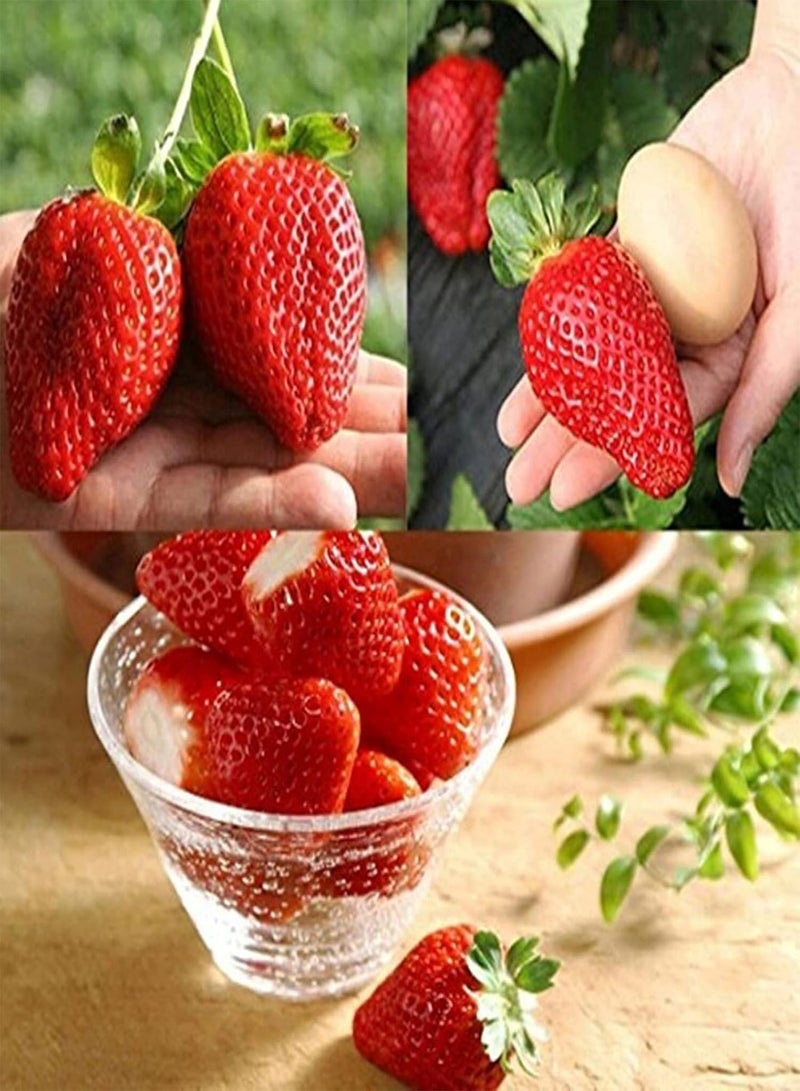 GGOOT 20 Seeds Red Climbing Strawberry Seeds For Garden Fruit Plant, Sweet And Delicious - Image 5