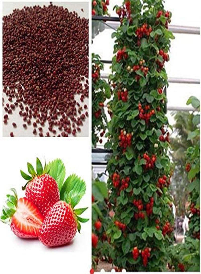 GGOOT 20 Seeds Red Climbing Strawberry Seeds For Garden Fruit Plant, Sweet And Delicious - Image 1