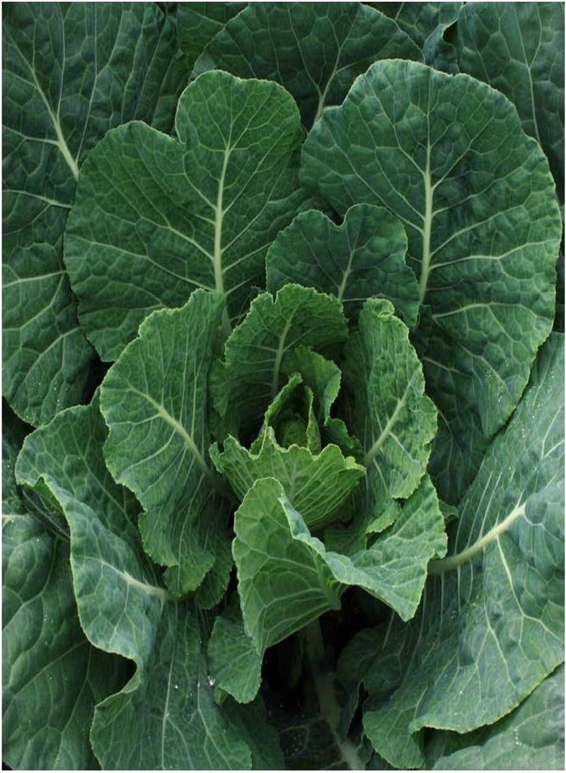 GGOOT Collards Georgia Southern 50 Non-GMO, Heirloom Seeds - Image 1