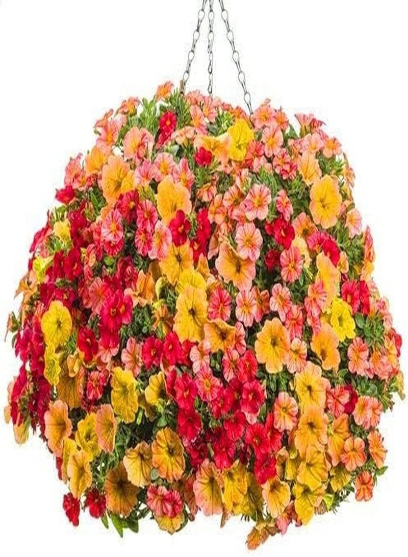 GGOOT 200pcs Mixed Color Petunia Seeds Garden Aisle Decorations Create Different Atmospheres Do Not Need Much Care Special Varieties - Image 5