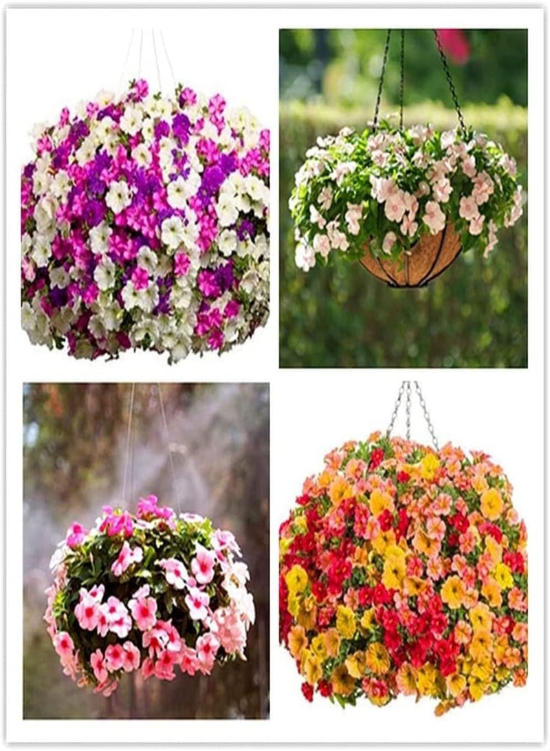 GGOOT 200pcs Mixed Color Petunia Seeds Garden Aisle Decorations Create Different Atmospheres Do Not Need Much Care Special Varieties - Image 1