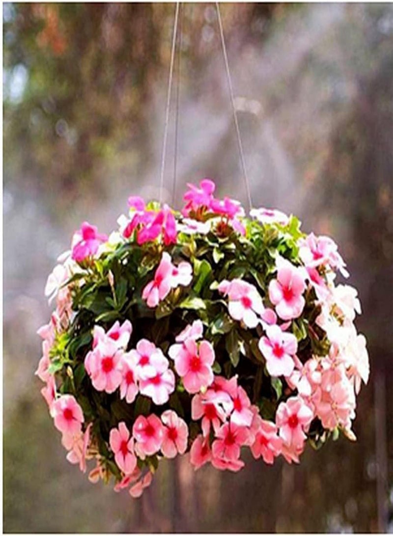 GGOOT 200pcs Mixed Color Petunia Seeds Garden Aisle Decorations Create Different Atmospheres Do Not Need Much Care Special Varieties - Image 3