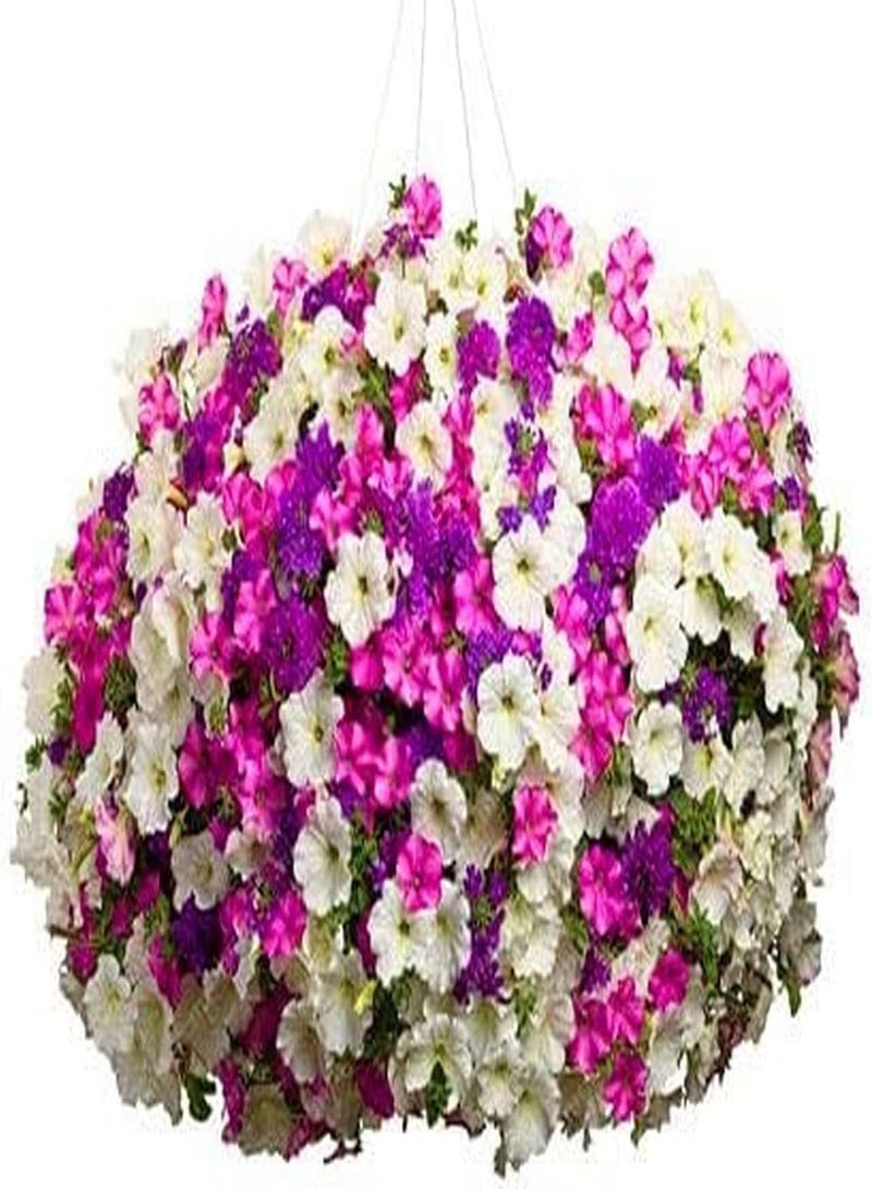GGOOT 200pcs Mixed Color Petunia Seeds Garden Aisle Decorations Create Different Atmospheres Do Not Need Much Care Special Varieties - Image 4