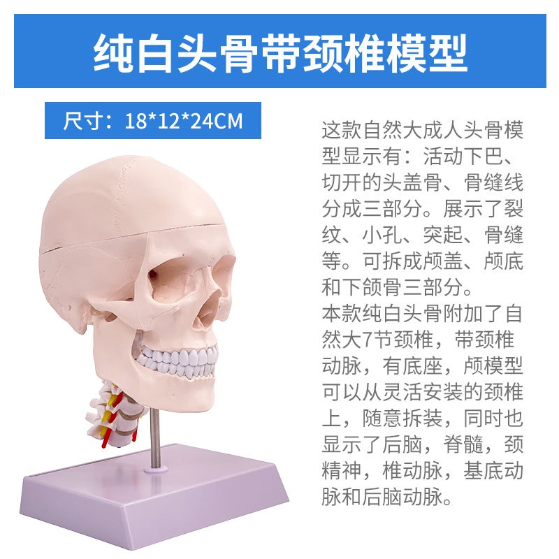 1 To 1 Head Human Skull Natural Large Adult Skull Teaching Medical Beauty Skull Skull Skull Model - Image 1
