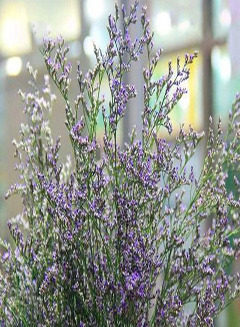 جي جوت 10 أكياس من بذور الحدائق الجميلة سهلة النمو بذور زهور مختلطة ملونة للفناء وبذور بونساي للشارع - Image 5