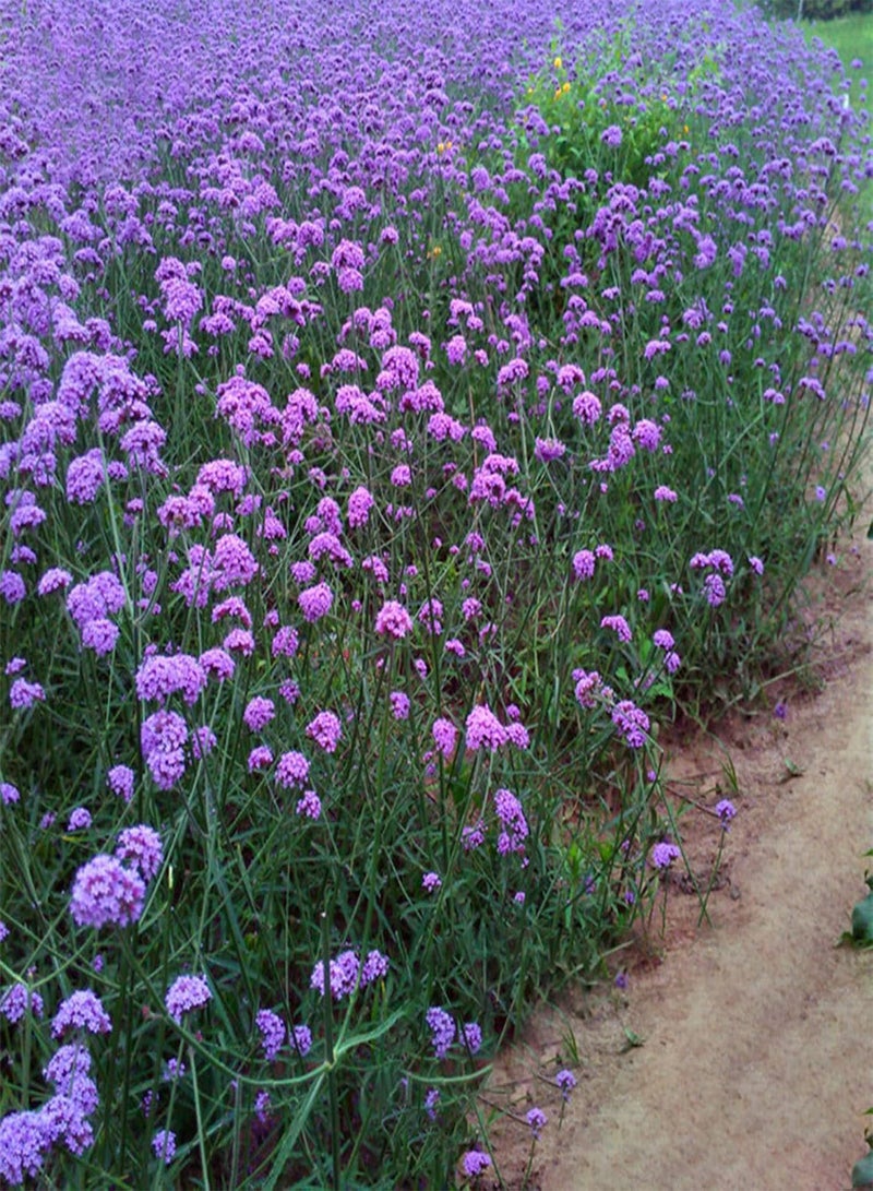 جي جوت 10 أكياس من بذور الحدائق الجميلة سهلة النمو بذور زهور مختلطة ملونة للفناء وبذور بونساي للشارع - Image 4