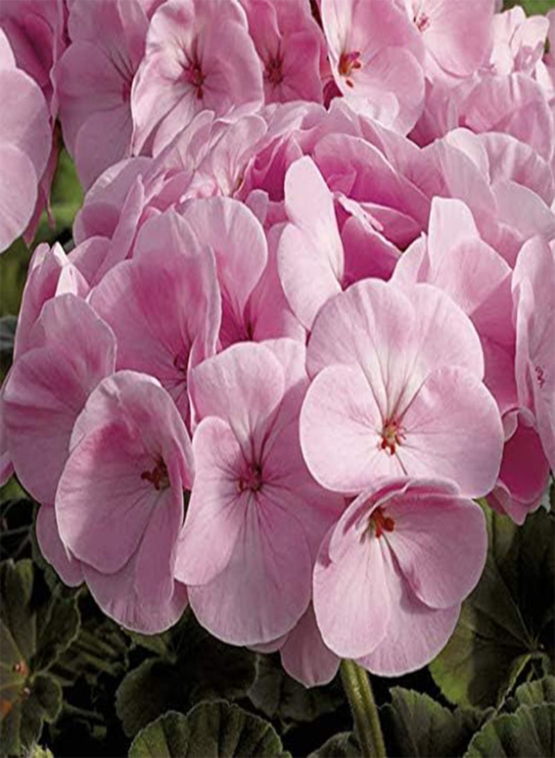 GGOOT seeds Fresh 35 Pcs Geranium Flower seeds for Planting Light Pink
