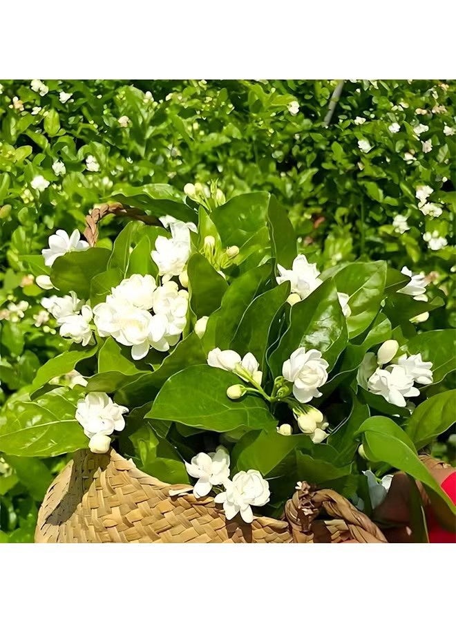 واي جيه بذور للزراعة، 100 حبة لكل كيس، بذور الياسمين للديكور المنسي العطر، أزهار بيضاء عطرية لحديقتك - بذور الياسمين العربي - Image 2