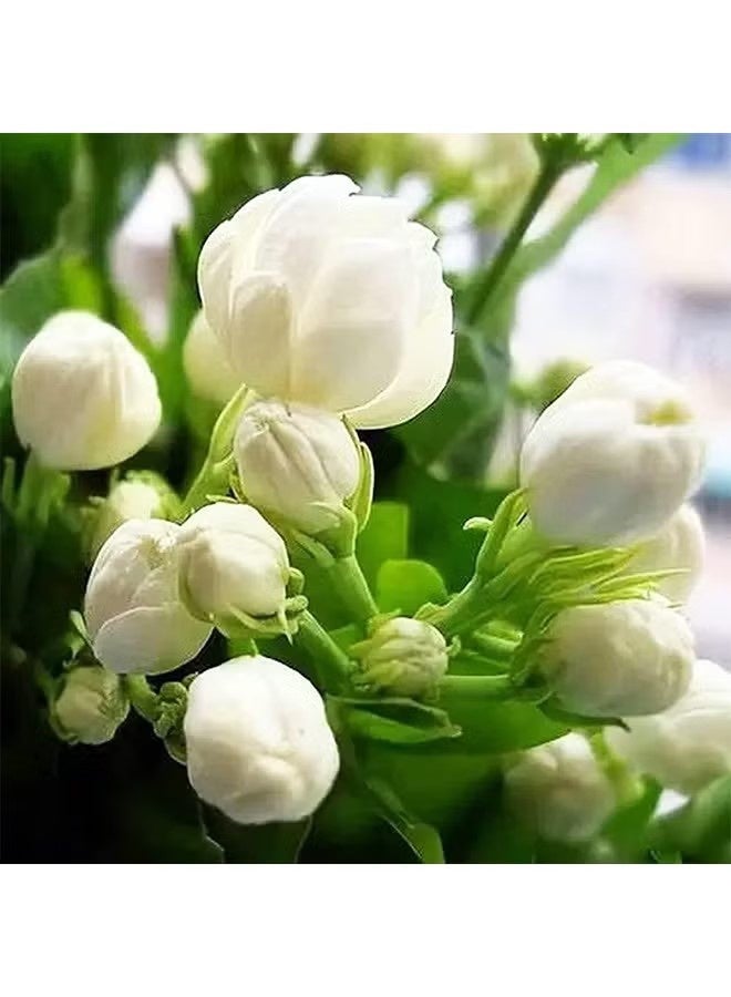 واي جيه بذور للزراعة، 100 حبة لكل كيس، بذور الياسمين للديكور المنسي العطر، أزهار بيضاء عطرية لحديقتك - بذور الياسمين العربي - Image 1