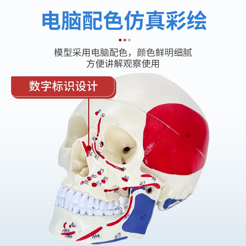 1 To 1 Head Human Skull Natural Large Adult Skull Teaching Medical Beauty Skull Skull Skull Model - Image 5