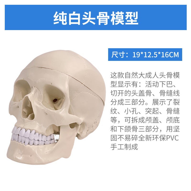 1 To 1 Head Human Skull Natural Large Adult Skull Teaching Medical Beauty Skull Skull Skull Model - Image 1
