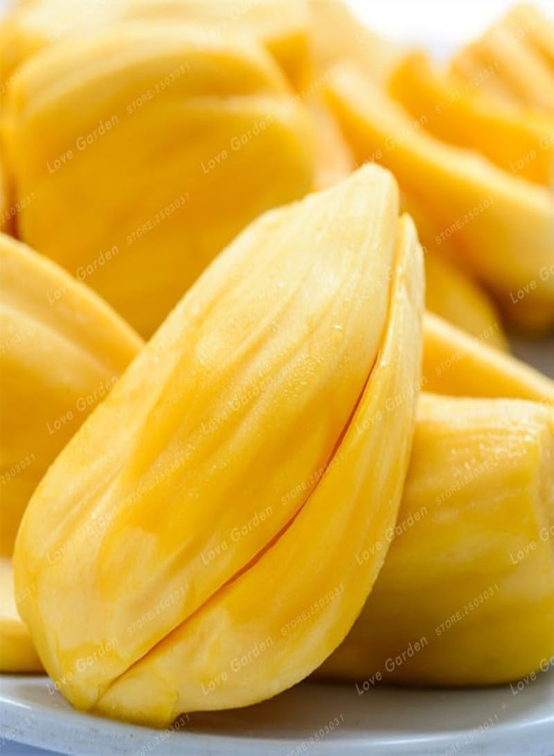 GGOOT Big Promotion Jackfruit Seed Fruit Seed Tree Seed Organic Tropical Fruit Seed Edible Jackfruit Garden Decoration 5 Pcs - Image 5