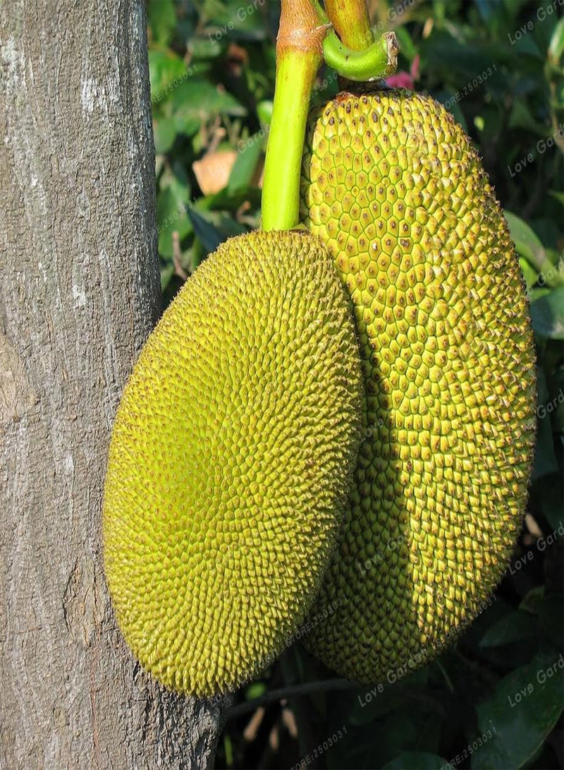 GGOOT Big Promotion Jackfruit Seed Fruit Seed Tree Seed Organic Tropical Fruit Seed Edible Jackfruit Garden Decoration 5 Pcs - Image 3