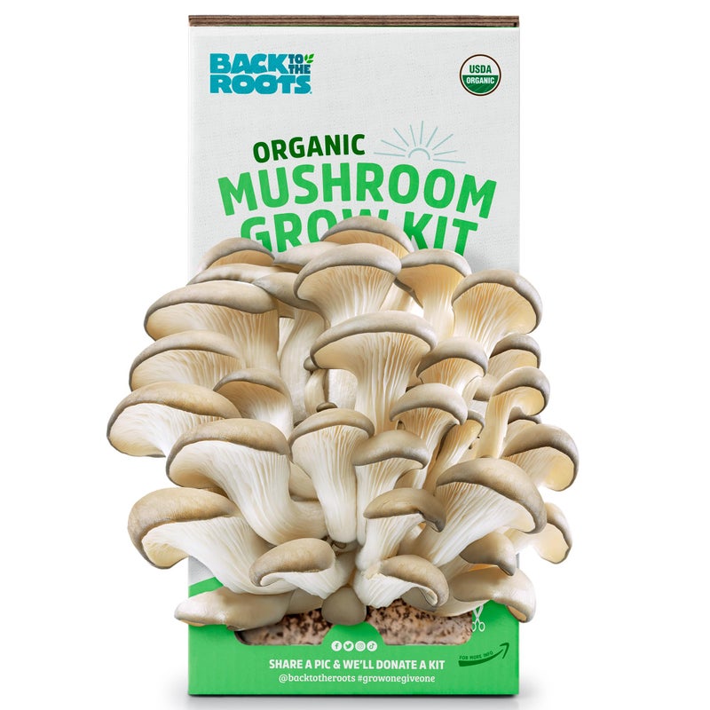 Back to the Roots Back to the Roots Organic Oyster Mushroom Grow Kit, Harvest Gourmet Mushrooms In 10 Days  - Image 1