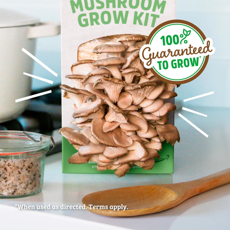 Back to the Roots Back to the Roots Organic Oyster Mushroom Grow Kit, Harvest Gourmet Mushrooms In 10 Days  - Image 5